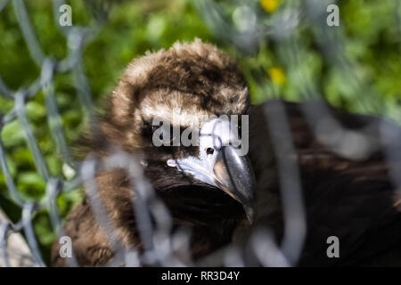 Bird eagle closeup, eagle head and beak. Bird eagle closeup, eagle head and beak. Stock Photo