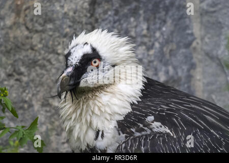 Bird eagle closeup, eagle head and beak. Bird eagle closeup, eagle head and beak. Stock Photo