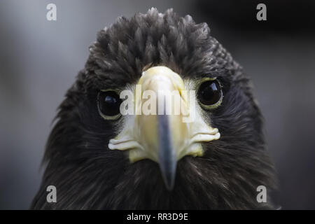 Bird eagle closeup, eagle head and beak. Bird eagle closeup, eagle head and beak. Stock Photo