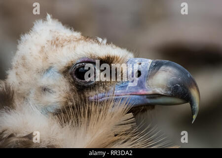 Bird eagle closeup, eagle head and beak. Bird eagle closeup, eagle head and beak. Stock Photo