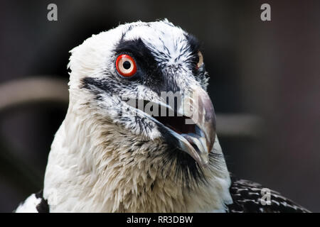 Bird eagle closeup, eagle head and beak. Bird eagle closeup, eagle head and beak. Stock Photo