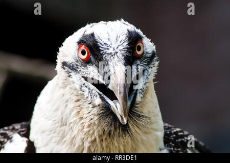 Bird eagle closeup, eagle head and beak. Bird eagle closeup, eagle head and beak. Stock Photo