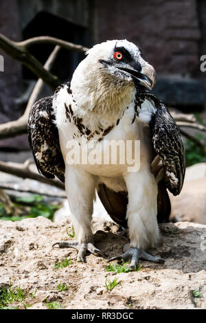 Bird eagle closeup, eagle head and beak. Bird eagle closeup, eagle head and beak. Stock Photo