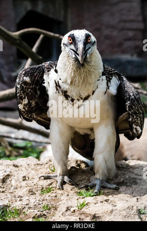 Bird eagle closeup, eagle head and beak. Bird eagle closeup, eagle head and beak. Stock Photo