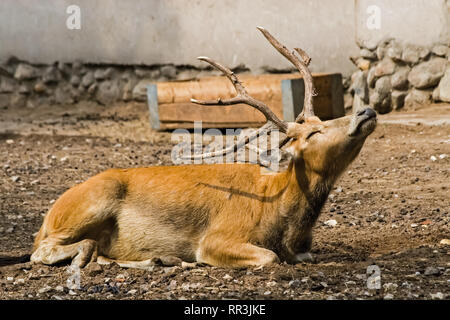 Horned deer in the zoo is resting. Horned deer in the zoo is resting. Stock Photo
