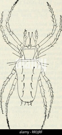 . The Acarina or mites. A review of the group for the use of economic entomologists. Mites. . Please note that these images are extracted from scanned page images that may have been digitally enhanced for readability - coloration and appearance of these illustrations may not perfectly resemble the original work.. Banks, Nathan, b. 1868; United States. Department of Agriculture. Washington, D. C. : G. P. O. Stock Photo