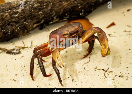 Brown Land Crab (Cardisoma carnifex, AKA Chestnut crab or Red-claw crab. This crab is a species of terrestrial crab found in coastal regions from the  Stock Photo