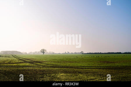 View across agricultural landscape of oats and wheat with wild geese on fine misty spring morning under blue sky in Beverley, Yorkshire, UK. Stock Photo