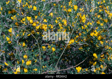 Calicotome villosa, also known as hairy thorny broom and spiny broom, is a small shrubby tree native to the eastern Mediterranean region. Photographed Stock Photo