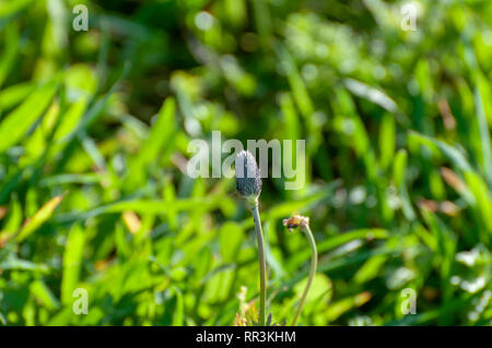 selective focus of a flowering field of red Anemone coronaria. Photographed in Israel in January Stock Photo