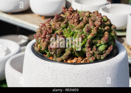 Cereus Monstrose Cactus, brain succulent in white flower pot Stock Photo