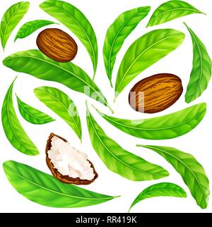 Shea nuts with leaves in vector pattern. Stock Vector