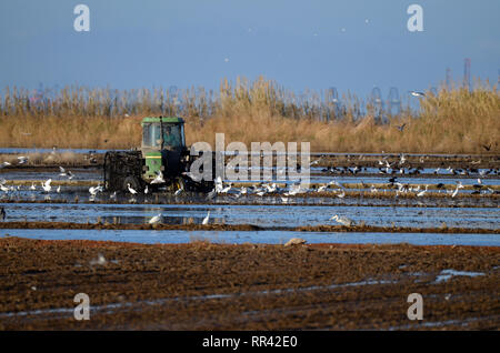 A farmer plowing his rice field in the Albufera park, south of Valence, Spain. Cattle Egrets are looking for food after the tractor goes by. Stock Photo