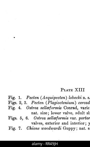 . Scientific survey of Porto Rico and the Virgin Islands. Scientific expeditions. . Please note that these images are extracted from scanned page images that may have been digitally enhanced for readability - coloration and appearance of these illustrations may not perfectly resemble the original work.. New York Academy of Sciences. New York, : The Academy Stock Photo