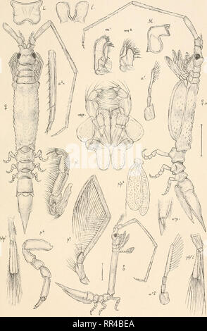 . An account of the Crustacea of Norway, with short descriptions and figures of all the species. Crustacea -- Norway. Arciuridaa. I s opo da. PI. 36. G.O. S srs, autogr Astacilla longicornis , ( Sowb.).. Please note that these images are extracted from scanned page images that may have been digitally enhanced for readability - coloration and appearance of these illustrations may not perfectly resemble the original work.. Sars, G. O. (Georg Ossian), 1837-1927. Christiania, Copenhagen, A. Cammermeyer Stock Photo