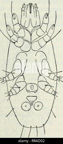 . The Acarina or mites. A review of the group for the use of economic entomologists. Mites. Fig. 2i0.—Mor.ieziella sp.: Mandible and venter. (Author's illustration.). Please note that these images are extracted from scanned page images that may have been digitally enhanced for readability - coloration and appearance of these illustrations may not perfectly resemble the original work.. Banks, Nathan, b. 1868; United States. Department of Agriculture. Washington, D. C. : G. P. O. Stock Photo