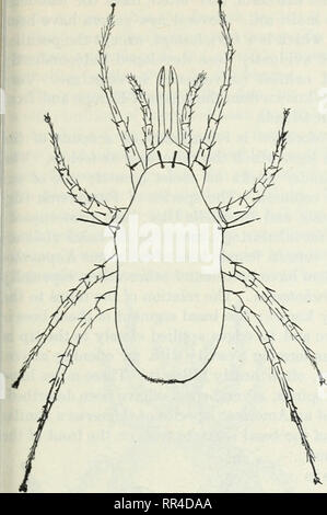 . The Acarina or mites. A review of the group for the use of economic entomologists. Mites. THE ACAKINA OR MITES. 83. Please note that these images are extracted from scanned page images that may have been digitally enhanced for readability - coloration and appearance of these illustrations may not perfectly resemble the original work.. Banks, Nathan, b. 1868; United States. Department of Agriculture. Washington, D. C. : G. P. O. Stock Photo