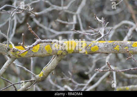Xanthoria parietina (common orange lichen, yellow scale, maritime sunburst lichen,shore lichen) on walnut branch