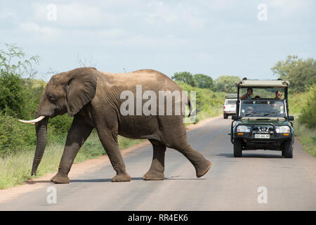 Tourist vehicle and elephant on the road, Loxodonta africana, Kruger National Park, South Africa Stock Photo