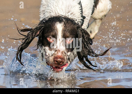 Southport, Merseyside, UK. 24th February 2019. Dogs Day Out.  A hot & thirsty Spaniel has great fun cooling down in pool of water on the golden sands of Southport beach in Merseyside.  Credit: Cernan Elias/Ģ����ý Live News Stock Photo