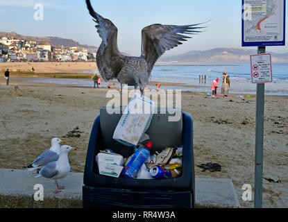 Lyme Regis, Dorset. 24th Feb 2019. UK Weather. Seagull Beach Scavengers after a fish and chips BOX left in full litter bins on seafront at Lyme Regis in Dorset/Picture Credit: Robert Timoney/Alamy/Live/News Stock Photo