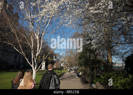 London, UK. 24th February, 2019. Visitors and Londoners enjoy an early afternoon walk or sit on benches in Whitehall Gardens, Westminster, on this sunny, February spring like day, whilst the first blossom has appeared. Credit: Joe Kuis /Alamy Live News Stock Photo