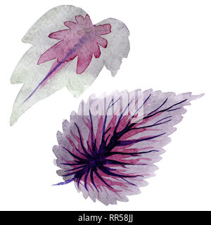Begonia purple leaves. Watercolor background illustration set. Isolated begonia illustration element. Stock Photo