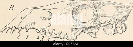 . Abstammungslehre, Systematik, Paläontologie, Biogeographie;. Biology; Evolution; Biogeography; Paleontology; Phylogeny. 45T^. Please note that these images are extracted from scanned page images that may have been digitally enhanced for readability - coloration and appearance of these illustrations may not perfectly resemble the original work.. Hertwig, Richard, 1850-1937; Wettstein, Richard, Ritter von Westersheim, 1863-1931. Leipzig [etc. ] B. G. Teubner Stock Photo