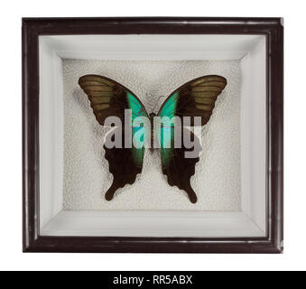 Butterfly Papilio peranthus adamantius in frame isolated on white background. Stock Photo