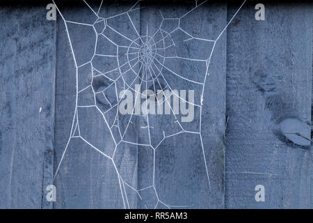Spiders web on a blue wooden fence covered in ice crystals during winter. Stock Photo