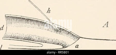 . Abstammungslehre, Systematik, Paläontologie, Biogeographie;. Biology; Evolution; Biogeography; Paleontology; Phylogeny. Lungenfische 547. Please note that these images are extracted from scanned page images that may have been digitally enhanced for readability - coloration and appearance of these illustrations may not perfectly resemble the original work.. Hertwig, Richard, 1850-1937; Wettstein, Richard, Ritter von Westersheim, 1863-1931. Leipzig [etc. ] B. G. Teubner Stock Photo