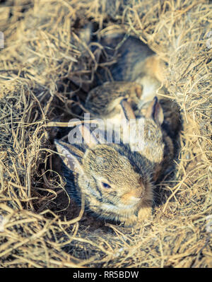 A few weeks-old baby rabbits in their nest found in a vegetable garden Stock Photo
