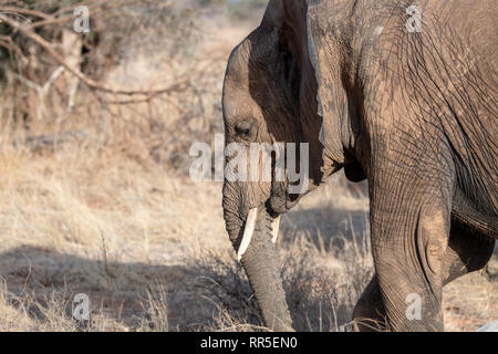 African baby bush elephant (Loxodanta africana) in Kenya Stock Photo