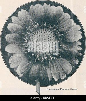 . Abridged catalogue 1932. Seeds Catalogs; Nursery stock Catalogs; Gardening Equipment and supplies Catalogs; Flowers Seeds Catalogs; Vegetables Seeds Catalogs. SPECIALTIES IN FLOWER SEEM 1 ' PHILADELPHIA!. Gaillardia Portola Giant New Double Hollyhock 2792 Imperator. A striking departure from the type, which arrests the attention of the beholder. Bearing flowers 5| to inches across, out^r petals wide, elegantly frilled and deeply fringed, centre a very double rosette, the whole suggesting a huge crested Begonia. The coloring consists of many charming combinations, such as cerise salmon with c Stock Photo
