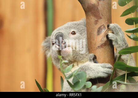 Koala Bear Stock Photo