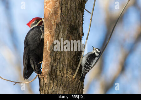 Pileated Woodpecker vs downy woodpecker Stock Photo