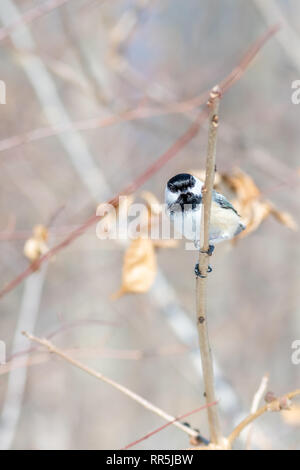 Chickadee (Poecile atricapillus) perching in winter in Michigan, USA. Stock Photo