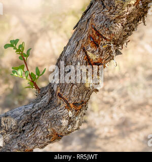 Resin on a Mastic tree, Pistacia lentiscus, with incisions in the bark to release the resin, clear drops hang from the branch, Chios, Greece Stock Photo