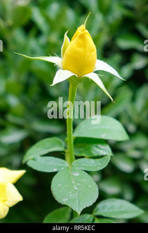 Yellow rose on green background, full frame Stock Photo