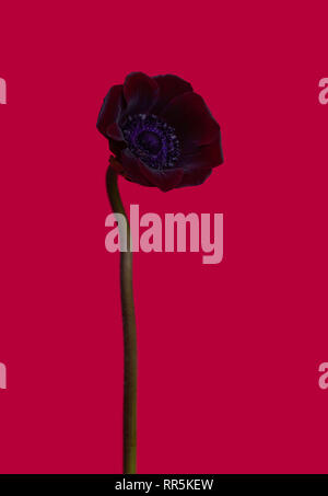 Studio Shot of Blue Colored Poppy Flower Isolated on Pink Background. Large Depth of Field. Macro. Close-up.Beautiful blossom purple anemone flowers. Stock Photo