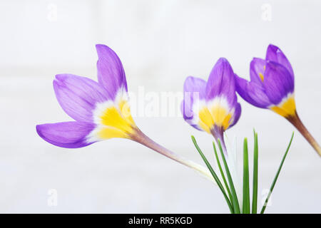 Crocus sieberi subsp. sublimis 'Tricolor' flowers. Stock Photo