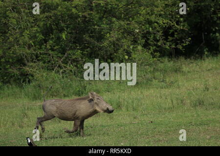 COMMON WARTHOG Warzenschwein that runs through the green African savannah raising its tail Stock Photo