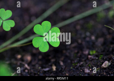 Single Three leaf Clovers on the ground | Symbol of luck Stock Photo
