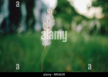 Setaria viridis | Bristle grass | Foxtail grass in the park garden Stock Photo