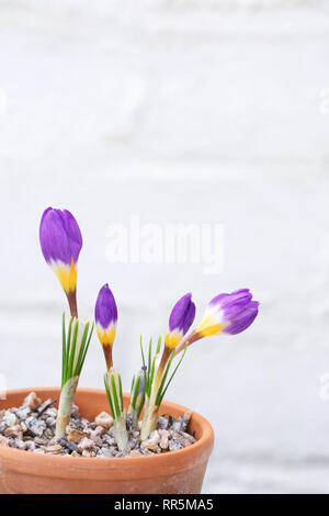 Crocus sieberi subsp. sublimis 'Tricolor' flowers. Stock Photo