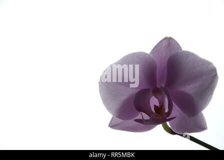 orchid on a white background, spring, summer Stock Photo