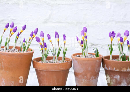 Crocus sieberi subsp. sublimis 'Tricolor' flowers. Stock Photo