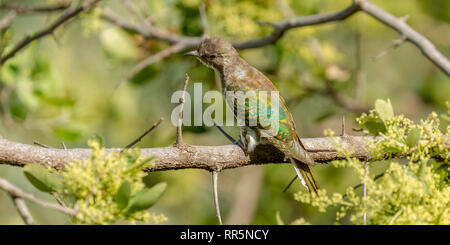 A single female African emerald cuckoo, rear view in undergrowth, Lewa Wilderness, Lewa Conservancy, Kenya, Africa Stock Photo