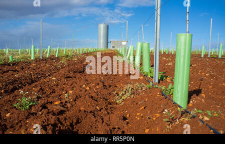 Grapevines irrigated with dripping system. Pipes, water tank and pumping station visible Stock Photo