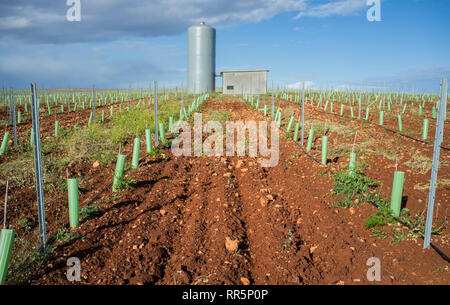 Grapevines irrigated with dripping system. Pipes, water tank and pumping station visible Stock Photo